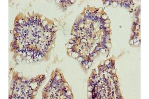 Immunohistochemistry of paraffin-embedded human small intestine tissue using ABIN7162374 at dilution of 1:100 (OSER1 antibody  (AA 1-292))