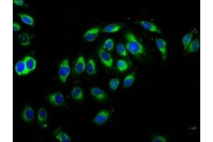 Immunofluorescence staining of A549 cells with ABIN7148470 at 1:66, counter-stained with DAPI. (Contactin 1 antibody  (AA 686-866))
