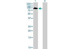 ZBTB46 antibody  (AA 1-589)
