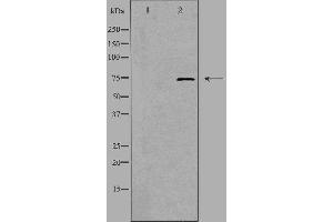 Western blot analysis of extracts from A549 cells, using PRKCG antibody. (PKC gamma antibody  (Internal Region))