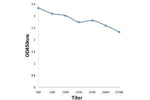Antigen: 0. (Involucrin antibody  (AA 65-180))