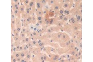 Used in DAB staining on fromalin fixed paraffin- embedded Kidney tissue (Grancalcin antibody  (AA 39-220))