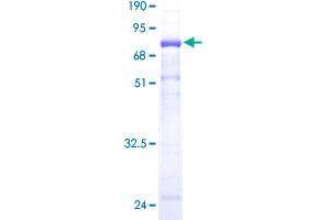 Image no. 1 for Endoplasmic Reticulum Protein 44 (ERP44) (AA 30-406) protein (GST tag) (ABIN1324231) (ERP44 Protein (AA 30-406) (GST tag))