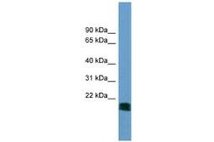 Image no. 1 for anti-5',3'-Nucleotidase, Mitochondrial (NT5M) (AA 35-84) antibody (ABIN6745146) (NT5M antibody  (AA 35-84))