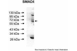 Western Blotting (WB) image for anti-SMAD Family Member 4 (SMAD4) (Middle Region) antibody (ABIN2779413)