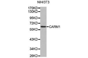 Western blot analysis of extracts of NIH/3T3 cell line, using CARM1 antibody. (CARM1 antibody  (AA 409-608))