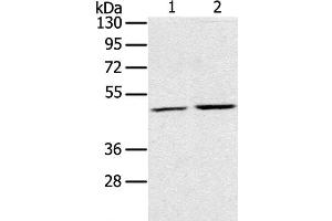 Western Blot analysis of K562 and NIH/3T3 cell using RRAGC Polyclonal Antibody at dilution of 1:400 (GTR2 antibody)