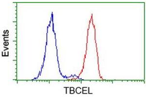 Image no. 3 for anti-Tubulin Folding Cofactor E-Like (TBCEL) antibody (ABIN1501325)