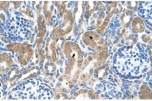 Human kidney (LRPAP1 antibody  (C-Term))