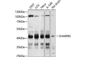 Western blot analysis of extracts of various cell lines, using SHARPIN Antibody  at 1:3000 dilution. (SHARPIN antibody  (AA 1-170))