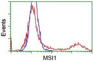 HEK293T cells transfected with either RC215992 overexpress plasmid (Red) or empty vector control plasmid (Blue) were immunostained by anti-MSI1 antibody (ABIN2454100), and then analyzed by flow cytometry. (MSI1 antibody)