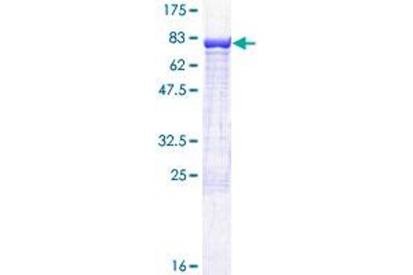 CDR2 Protein (AA 1-454) (GST tag)