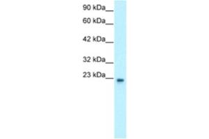 Western Blotting (WB) image for anti-General Transcription Factor IIF, Polypeptide 2, 30kDa (GTF2F2) antibody (ABIN2460222) (GTF2F2 antibody)