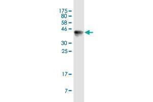 Western Blot detection against Immunogen (36. (Obscurin antibody  (AA 1551-1649))