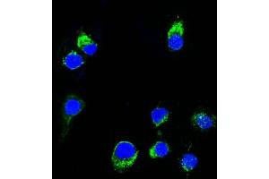 Confocal Immunofluorescent analysis of Ramos cells using CF488-labeled Lambda Light Chain Monoclonal Antibody (HP6054) (Green).