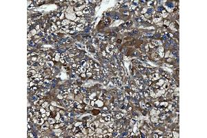IHC analysis of Caspase-5/CASP5 using anti-Caspase-5/CASP5 antibody (ABIN7599992). (CASP5 antibody  (AA 137-434))