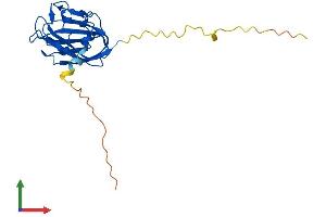 AlphaFold protein structure predicition of Human Recombinant PITHD1 Protein, UniprotID Q9GZP4 (C1orf128 Protein (AA 1-211) (His tag))