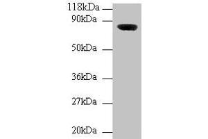 Western blot All lanes: Wdpcp antibody at 2 μg/mL + Mouse brain tissue Secondary Goat polyclonal to rabbit IgG at 1/10000 dilution Predicted band size: 82, 73 kDa Observed band size: 82 kDa (WDPCP antibody  (AA 1-722))