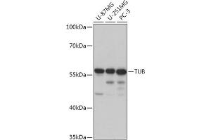 Western blot analysis of extracts of various cell lines, using TUB antibody (ABIN7271024) at 1:1000 dilution. (TUB antibody  (AA 130-230))