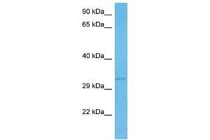 Host:  Mouse  Target Name:  DLX5  Sample Tissue:  Mouse Pancreas  Antibody Dilution:  1ug/ml (DLX5 antibody  (N-Term))