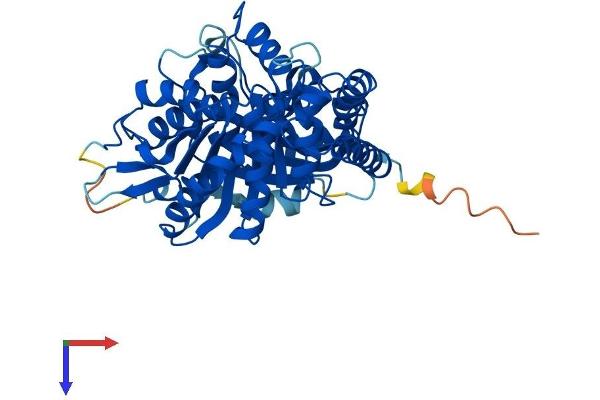 TUBA1B Protein (AA 1-451) (His tag)