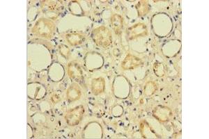 Immunohistochemistry of paraffin-embedded human kidney tissue using ABIN7148784 at dilution of 1:100
