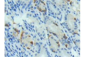 DAB staining on IHC-P; Samples: Human Stomach Tissue (BMP4 antibody  (AA 293-408))
