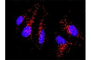 Proximity Ligation Analysis of protein-protein interactions between CD86 and CD80. (CD80 antibody  (AA 35-288))