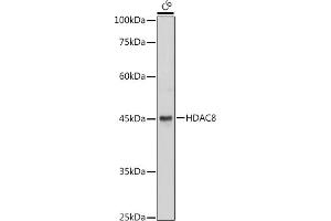 Western blot analysis of extracts of C6 cells, using HD antibody (ABIN6128014, ABIN6141689, ABIN6141690 and ABIN7101785) at 1:1000 dilution. (HDAC8 antibody  (AA 1-377))