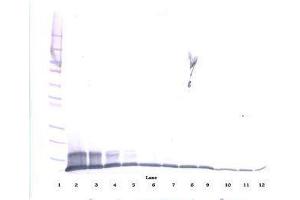 Image no. 1 for anti-Chemokine (C-C Motif) Ligand 20 (CCL20) antibody (ABIN465457) (CCL20 antibody)