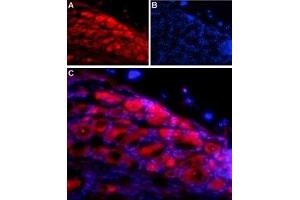 Expression of NLGN1 in rat DRG - Immunohistochemical staining of adult rat dorsal root ganglion (DRG) using Anti-Neuroligin 1 (extracellular) Antibody (ABIN7043361, ABIN7044680 and ABIN7044681) followed by anti-rabbit-AlexaFluor-594 secondary antibody. (Neuroligin 1 antibody  (Extracellular, N-Term))