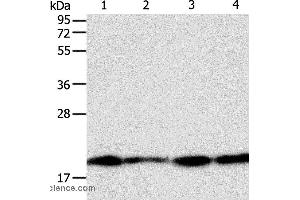 Western blot analysis of Lncap, SKOV3, MCF7 and 293T cell, using DIABLO Polyclonal Antibody at dilution of 1:800 (DIABLO antibody)