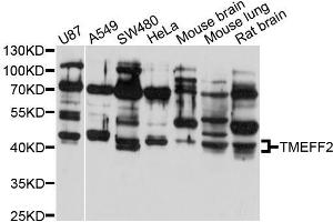 Western blot analysis of extracts of various cell lines, using TMEFF2 antibody (ABIN5999062) at 1/1000 dilution. (TMEFF2 antibody)