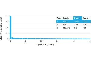 Specificity of ABIN6383807 to Calnexin was tested on a human protein array, showing monospecificity against >19,000 full-length human proteins. (Calnexin antibody  (Lumenal Region))