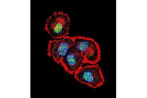 Confocal immunofluorescent analysis of SRC Antibody (N-term) with MCF-7 cell followed by Alexa Fluor 488-conjugated goat anti-rabbit lgG (green). (Src antibody  (N-Term))