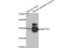 Western blot analysis of extracts of various cell lines, using MAP2K3 antibody (ABIN5975625) at 1/1000 dilution. (MAP2K3 antibody)