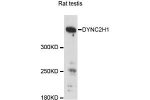 Western blot analysis of extracts of rat testis, using DYNC2H1 antibody (ABIN6293164) at 1:3000 dilution. (DYNC2H1 antibody)