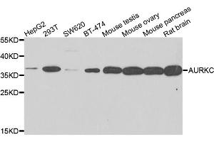 Western blot analysis of extracts of various cell lines, using AURKC antibody (ABIN5995404) at 1/500 dilution.