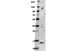 Anti-human BDNF antibody in western blot shows detection of recombinant human BDNF raised in E. (BDNF antibody)