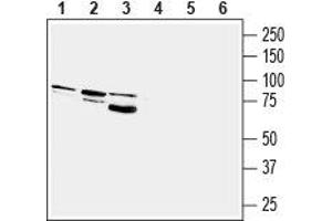 Western blot analysis of rat brain (lanes 1 and 4), mouse brain (lanes 2 and 5) and human U-87 MG glioblastoma cell line (lanes 3 and 6) lysates: - 1-3. (PTGFR antibody  (3rd Intracellular Loop))