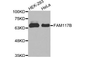 Western blot analysis of extracts of various cell lines, using FAM117B antibody (ABIN5971841). (FAM117B antibody)