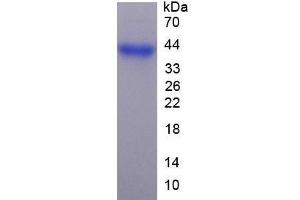 SDS-PAGE analysis of Mouse FGL1 Protein.