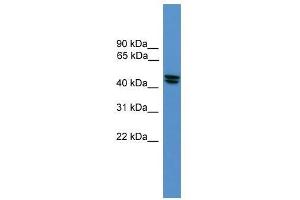 OPRL1 antibody used at 0. (OPRL1 antibody  (Middle Region))