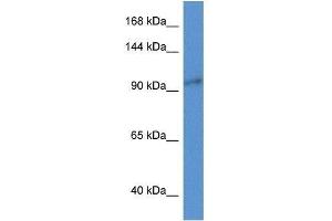 Western Blot showing Zc3h3 antibody used at a concentration of 1. (ZC3H3 antibody  (N-Term))