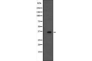 Western blot analysis of MORG1 expression in rat brain tissue lysate;,The lane on the left is treated with the antigen-specific peptide. (MORG1 antibody  (Internal Region))