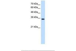 TRPM5 antibody  (AA 247-296)