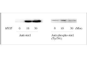 STAT1 ELISA Kit