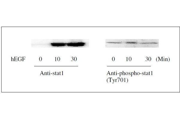 STAT1 ELISA Kit