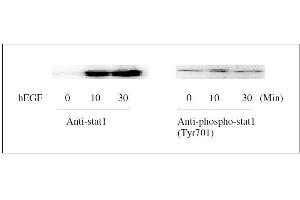 Western blot analysis of extracts from 100 ng/mL hEGF treated A431 cells. (STAT1 ELISA Kit)
