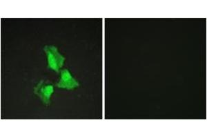 Immunofluorescence analysis of HepG2 cells, using TNAP3 Antibody. (TNFAIP3 antibody  (AA 321-370))